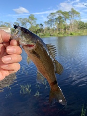 Micropterus floridanus