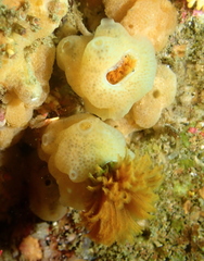 Eudistylia polymorpha