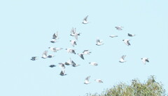 Lopholaimus antarcticus