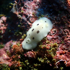 Diaulula sandiegensis