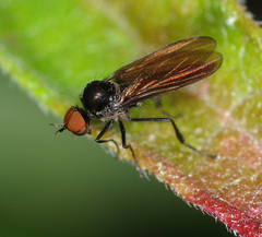 Rhamphomyia