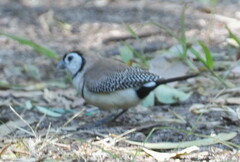 Stizoptera bichenovii