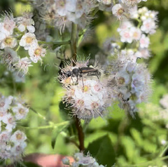 Brachyleptura