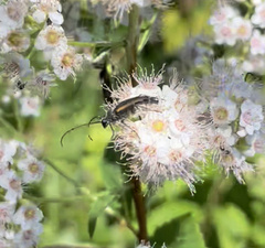 Brachyleptura