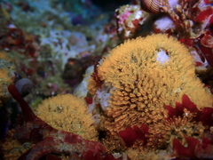 Pycnoclavella stanleyi