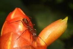 Ectatomma tuberculatum