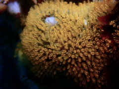 Pycnoclavella stanleyi