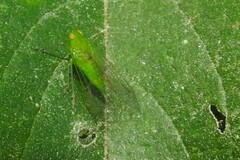 Cuernavaca herbida