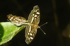 Anthanassa tulcis