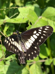 Catasticta nimbice