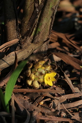 Curculigo breviscapa