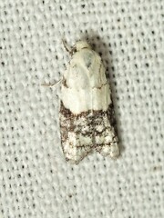 Tracholena sulfurosa