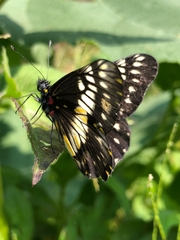 Catasticta nimbice