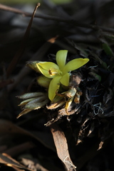 Curculigo breviscapa
