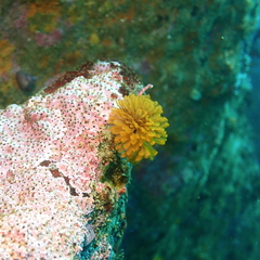 Eudistylia polymorpha