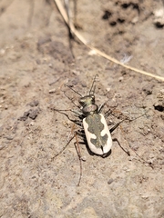 Neocicindela latecincta