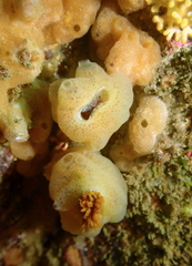 Eudistylia polymorpha