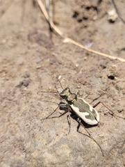 Neocicindela latecincta