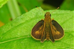 Anthoptini