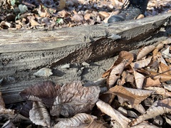 Auricularia