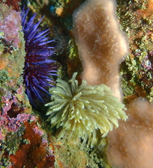 Eudistylia polymorpha