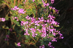 Comesperma ericinum