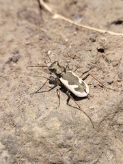 Neocicindela latecincta