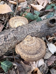 Daedaleopsis confragosa