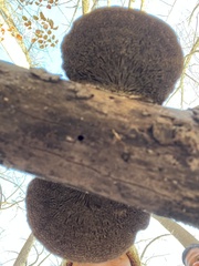 Daedaleopsis confragosa