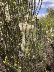 Melaleuca brevifolia