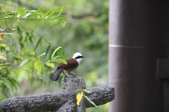 Garrulax leucolophus