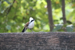 Garrulax leucolophus