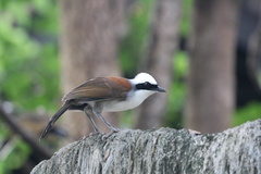 Garrulax leucolophus