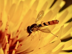 Sphaerophoria macrogaster