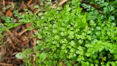 Asplenium hookerianum