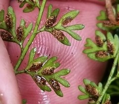 Asplenium hookerianum