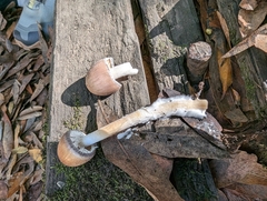 Psathyrella longistriata