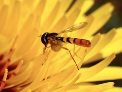 Sphaerophoria macrogaster