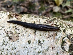 Prophysaon andersonii