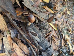 Psathyrella longistriata