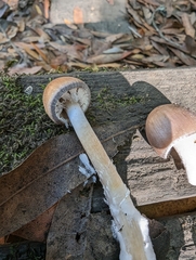 Psathyrella longistriata