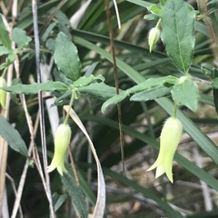 Billardiera scandens