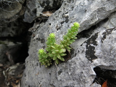 Sedum wrightii