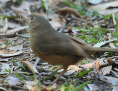 Colluricincla rufogaster