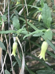 Billardiera scandens