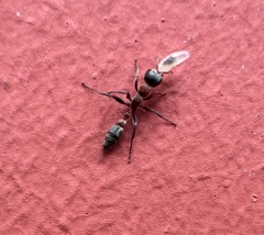 Pseudomyrmex gracilis