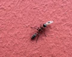Pseudomyrmex gracilis