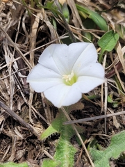 Convolvulus waitaha