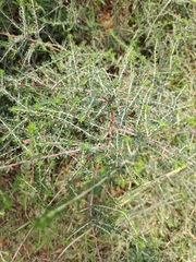 Aspalathus divaricata