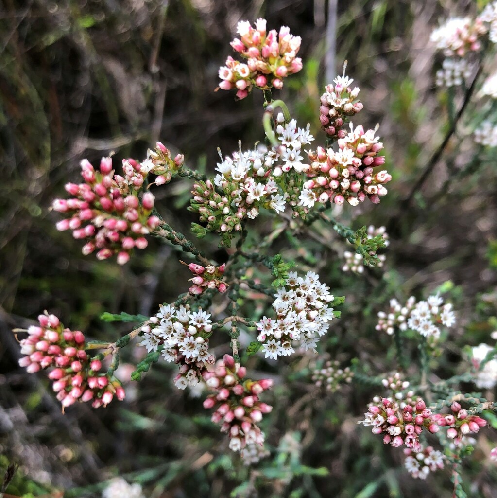 Small Darwinia